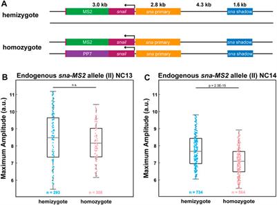 Shared Transcriptional Machinery at Homologous Alleles Leads to Reduced Transcription in Early Drosophila Embryos